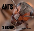 Close Up: Ants