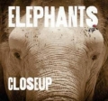 Close Up: Elephants